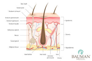 Hair Follicle Anatomy Adipose Dralanbauman