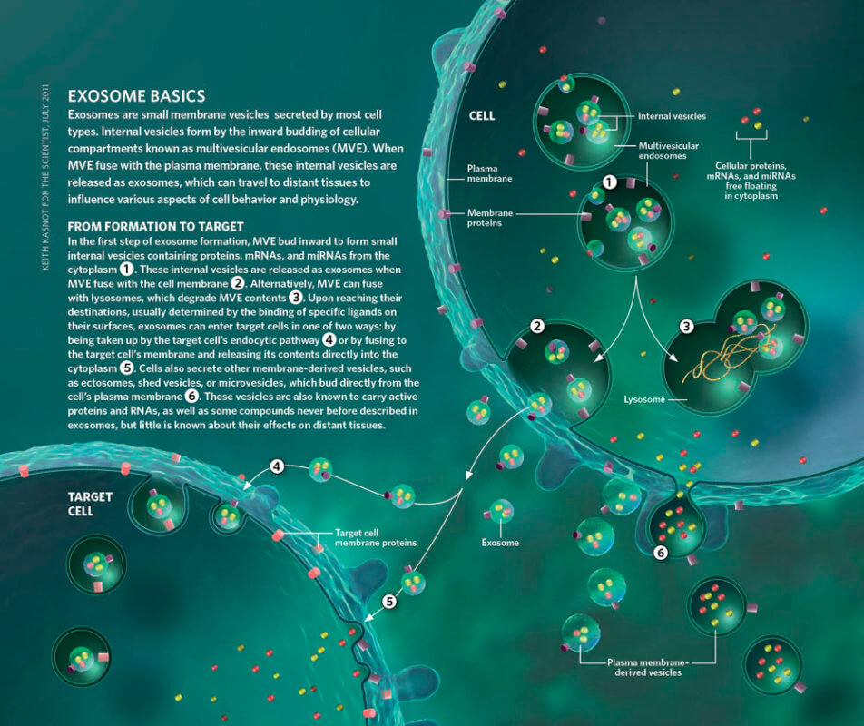 Exosome_Basics_Kkasnot-Hairloss Bauman