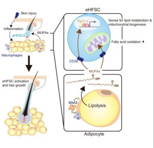Breakthrough Hair Regrowth Serum From Taiwan Tai, K.-Y., Et Al. (2025). Adipocyte Lipolysis Activates Epithelial Stem Cells For Hair Regeneration Through Fatty Acid Metabolic Signaling. Cell Metabolism.