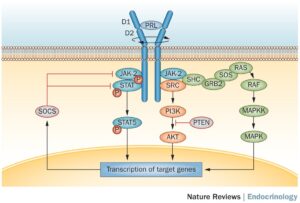 41574_2015_Article_BFnrendo201536_Fig3_HTML